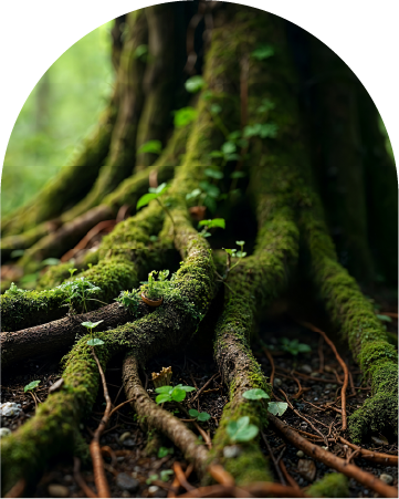 guérison lignée familiale - guérison de l'utérus - Sandrine bert - guérisseuse de l'âme